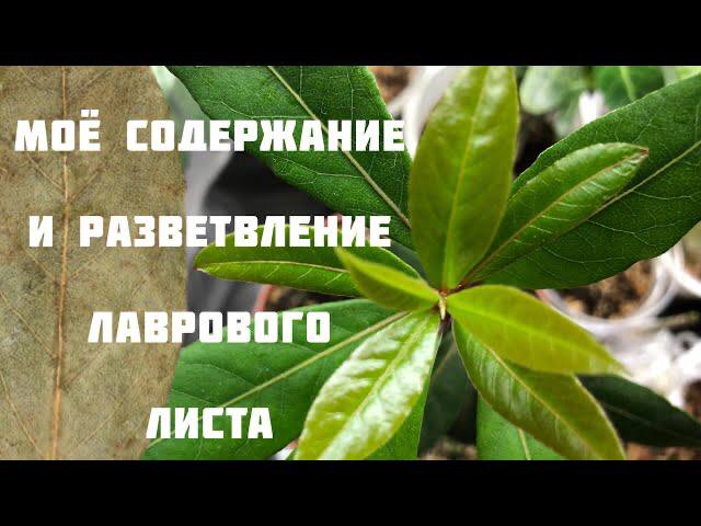 Лавровый лист. Разветвление и мое содержание лаврового листа смотреть онлайн