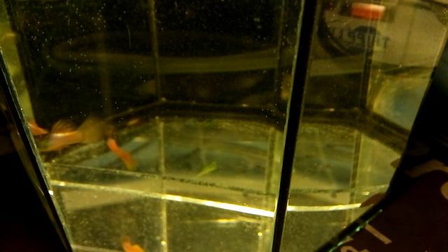 Гуппи полурозовые. смотреть онлайн