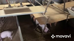 Сабельная пила при разделке на полу туши и всего по маленьку!