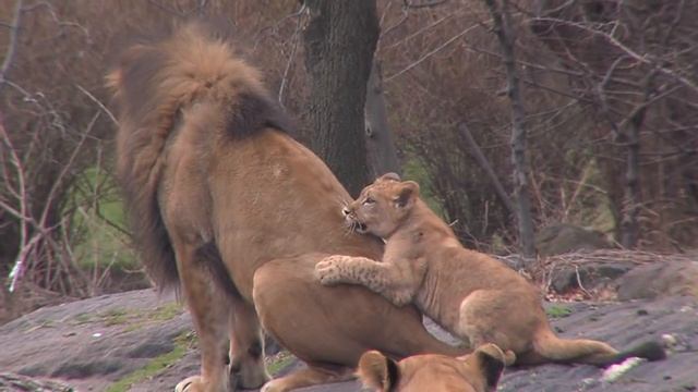 Adorable Lion Cub Debuts at the Bronx Zoo смотреть онлайн
