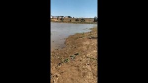 рыбалка в КРЫМУ карп гнет удочки каждый не меньше килограмма, озеро скифская деревня