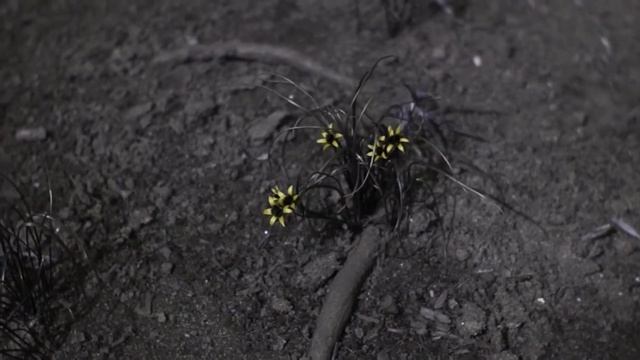 Цветы в ультрафиолете - Гусиный лук смотреть онлайн