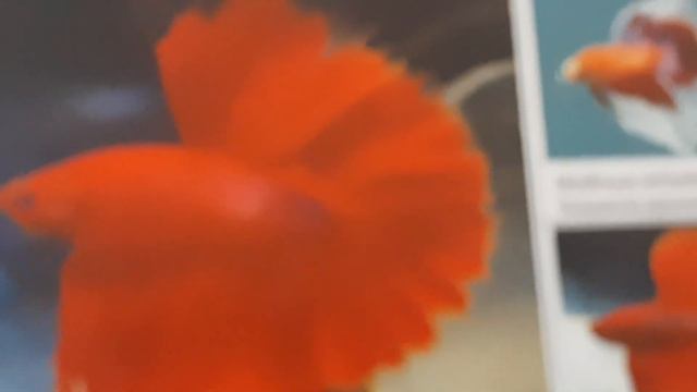 ЕВРОПЕЙСКАЯ ШКОЛА ПО СЕЛЕКЦИИ ПЕТУХОВ🖐️ смотреть онлайн