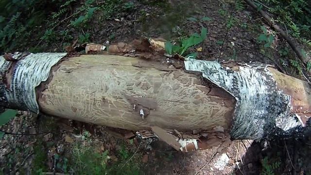 Выход в лес и береза в узорах