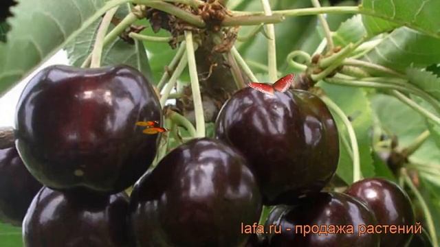 Черешня средний Ипуть (cerasus Avium Iput) ? черешня Ипуть обзор: как сажать саженцы черешни Ипуть