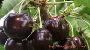 Черешня средний Ипуть (cerasus avium iput) ? черешня Ипуть обзор: как сажать саженцы черешни Ипуть