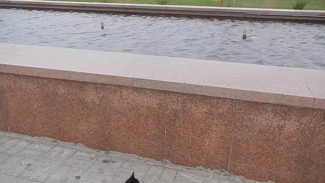 Котенок на новой площади Уральска смотреть онлайн