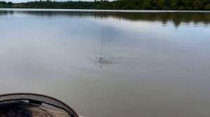 РЫБАЛКА НА ФЛЕТ ФИДЕР В сентябре 2021/КАРПФИШИНГ/водоем КАРПЛИДЕР/АМУР/Carp Pro/Caperlan