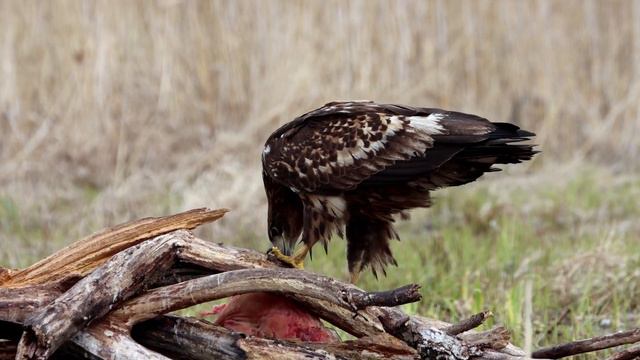 Заметки на приваде смотреть онлайн