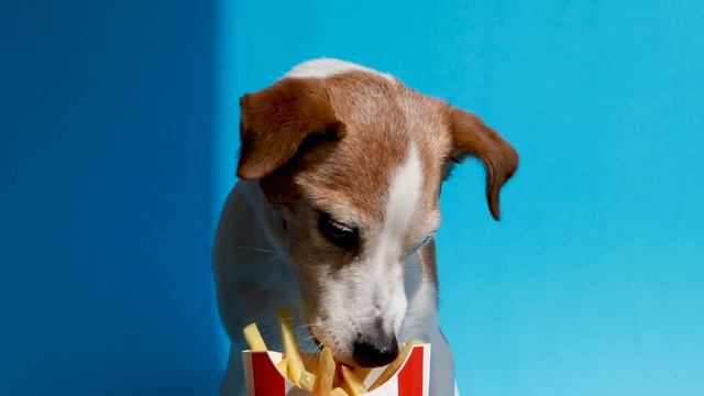Dog Nutrition for Beginners: how to feed your dog based on life stage смотреть онлайн