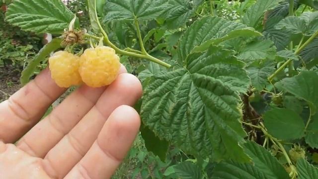 Малина Желтый гигант - обзор сорта. Вкусная и красивая малина