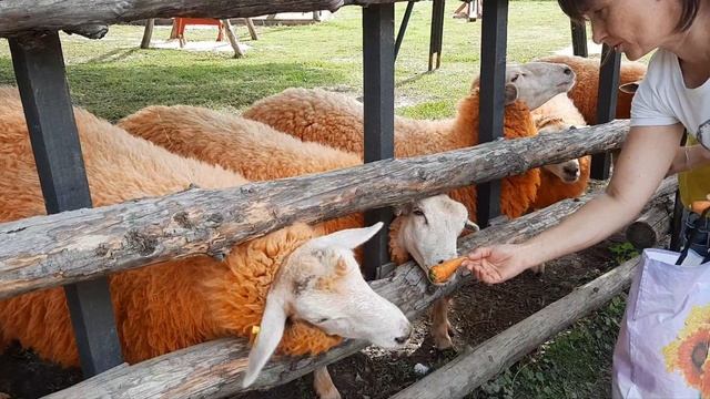 Кудыкина Гора родина древних людей и животных)