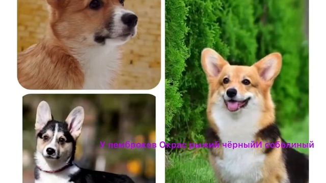 5 отличий вельш корги кардиган от Пемброков смотреть онлайн