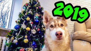ЗДРАВСТВУЙ БУБЛИК НОВЫЙ ГОД (Хаски Бублик) Говорящая собака