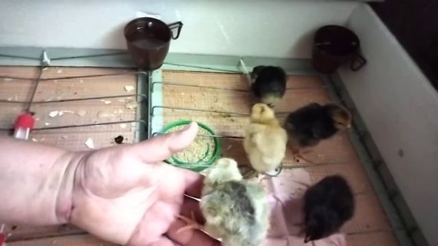 Какие могут быть проблемы при инкубации яиц. смотреть онлайн