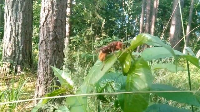 Шершень (Vespa crabro). Матка. смотреть онлайн