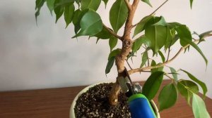 ФОРМИРОВАНИЕ ФИКУСА НА ШТАМБЕ?✂️