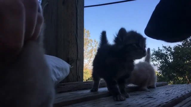 Dog meets cute kittens смотреть онлайн