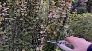 Вяз шершавый на штамбе пропал из вида