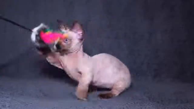 Mimishka (Мимишка) MUNCHKIN DEVON REX 1 смотреть онлайн