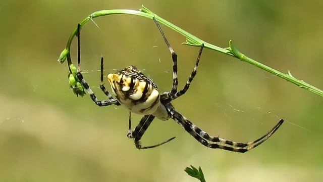 Pauk osaš , Agriope lobata ,Agriope spider -- Croatia смотреть онлайн