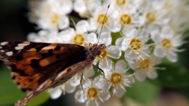 Музыка для лечения сердца и нервной системыn! Нежная музыка для души и жизни - Красивая песня смотреть онлайн