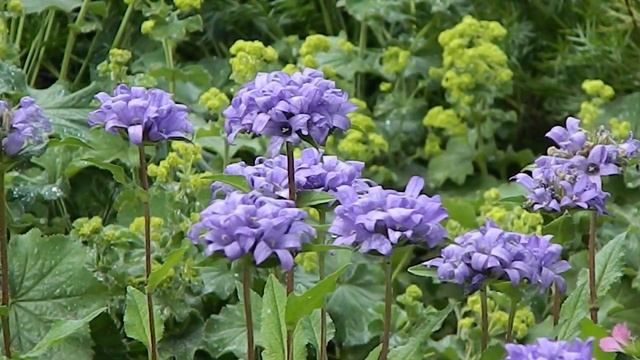 Campanula glomerata 'Acaulis' смотреть онлайн