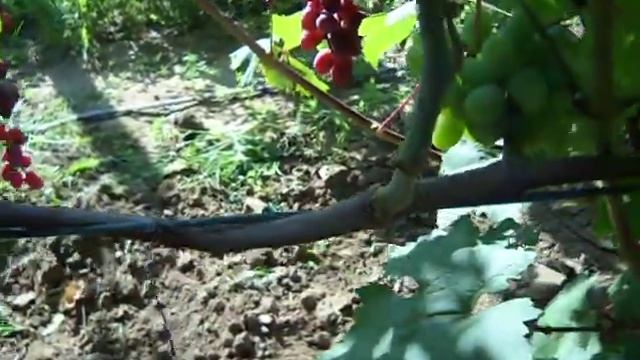 Днепровский сувенир Калугина В. М. - удачная новинка смотреть онлайн