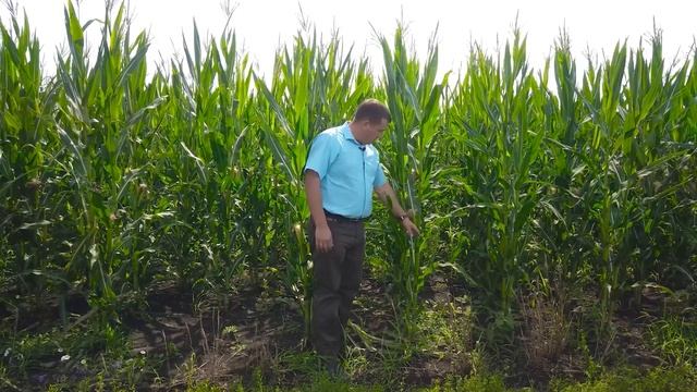 Опыт применения гербицида на кукурузе в Липецкой области смотреть онлайн