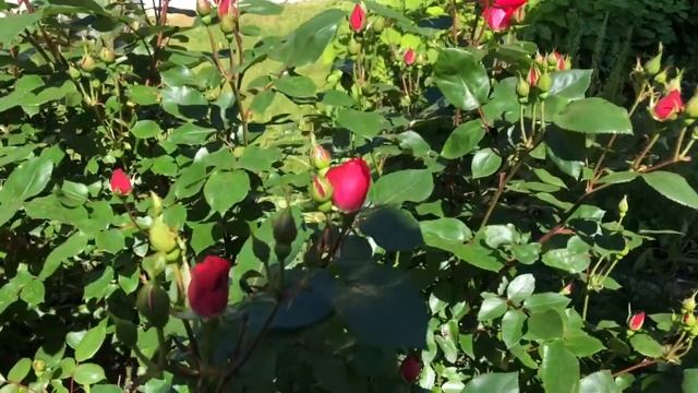 #17 First Bloom of my Roses /Mr. Lincoln/ Blue Girl/Knock out/peace rose смотреть онлайн