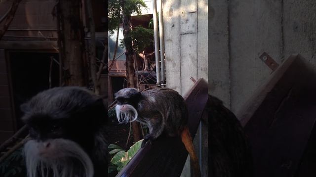 Tamarins at London zoo Regent's Park смотреть онлайн