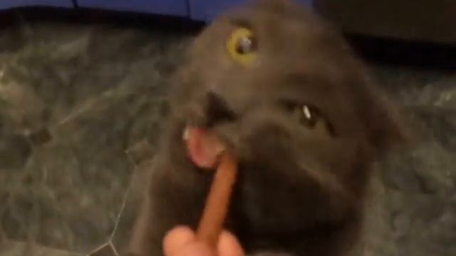 Картезианский (шартрезский) кот смотреть онлайн