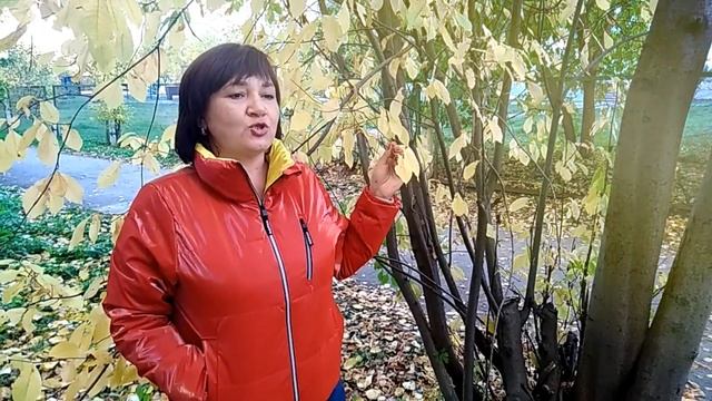 "Закружилась листва золотая" поэтическая видео-аллея к 125 летию Сергея Есенина смотреть онлайн