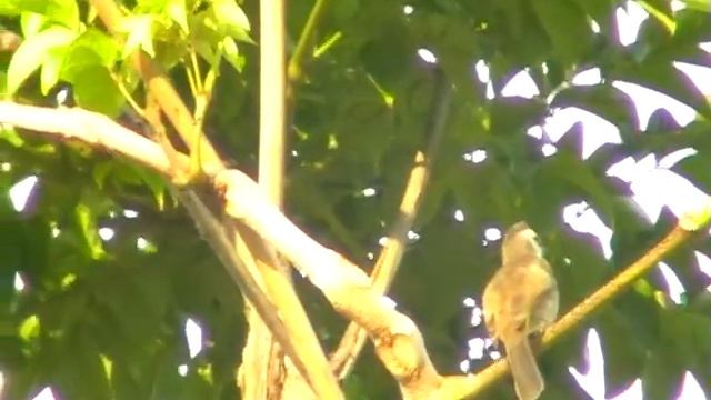 Yellow-vented Bulbul. Желтобрюхий бюльбюль. Pycnonotus goiavier смотреть онлайн