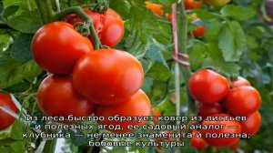 Что можно посадить под яблоней