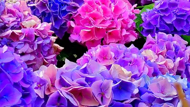 УВЯДАЯ - СТАНОВИТСЯ во сто раз КРАШЕ !👑🌈☀️ смотреть онлайн