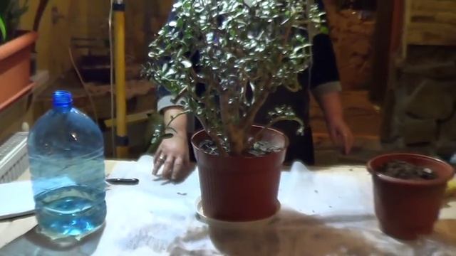Денежное Дерево.НЕСЛОЖНЫЙ УХОД ЗА ДЕНЕЖНЫМ ДЕРЕВОМ. ТОЛСТЯНКА( КРАССУЛА) смотреть онлайн