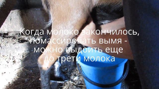 Как доить козу, поэтапное видео смотреть онлайн
