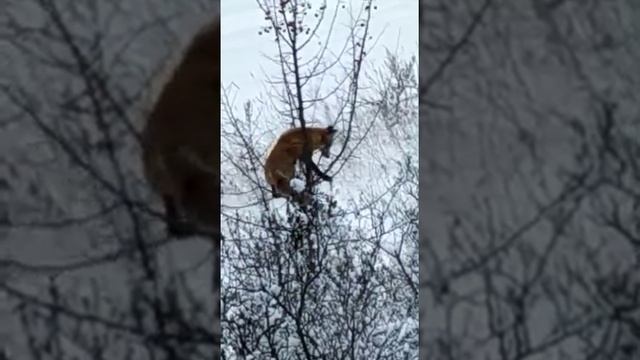 ЛИСА НА ДЕРЕВЕ. смотреть онлайн