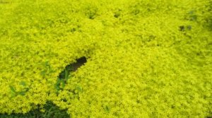 Очиток едкий