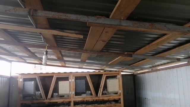 Забой кроликов