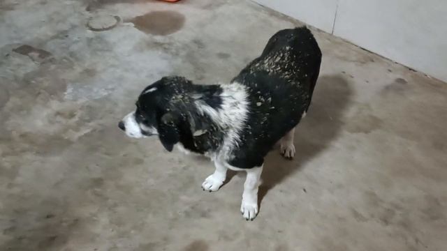 Тбилиси ?? Грузия Приют Тамаза Элизбарашвили ? ? ? ? Paypal : Elizbarashvilidog@yahoo.com смотреть онлайн