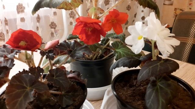 Мужские и женские цветы на клубневой бегонии.