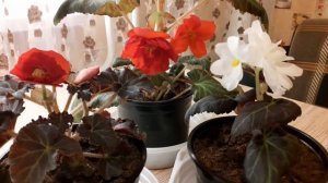 Мужские и женские цветы на клубневой бегонии.