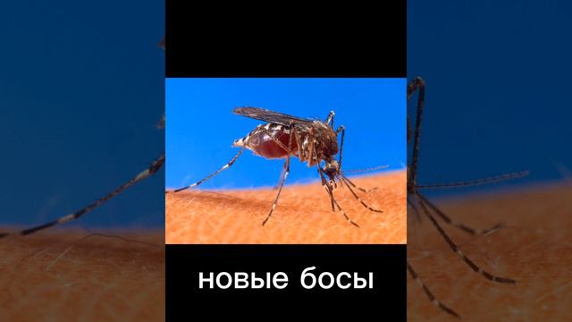 лето уже закончилось но я его зделала))