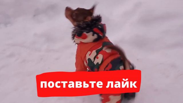 Утренняя ПРОГУЛКА ТОЙ ТЕРЬЕРА! БИМОШКА любит общаться МЫ БОИМСЯ лабрадоров но любим кормить птичек! смотреть онлайн
