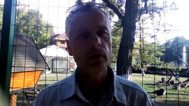 Половое созревание енотов смотреть онлайн