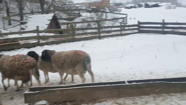 Племенные Дорперы-бараны производители в продаже +375296554488 #dorpersheep #ram #dorperram #дорпер смотреть онлайн