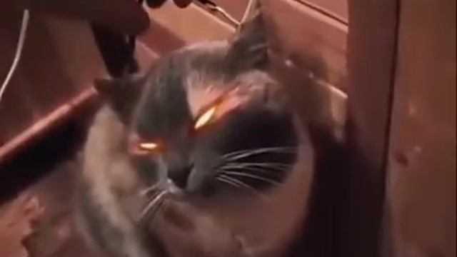 У КОШАКА СВЕТИТСЯ МОЗГ смотреть онлайн