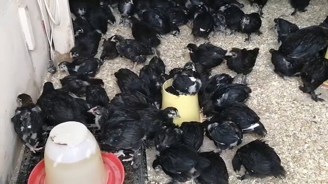 Правильное содержание и питание цыплят. смотреть онлайн